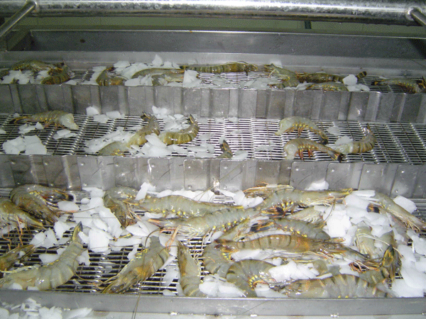 Những lưu ý cần biết khi sử dụng kho lạnh bảo quản hải sản lap dat kho lanh bao quan thuy san